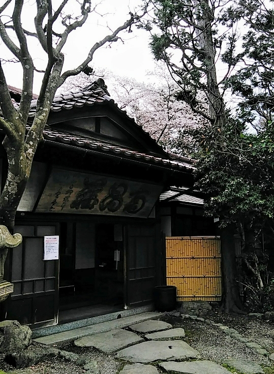 ２０２３年4月5日（屋根の奥から顔出す桜）