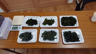 産直真崎わかめと市販品を比較。前列が水戻し前、後列が水戻し後。右側が産直真崎わかめ。
