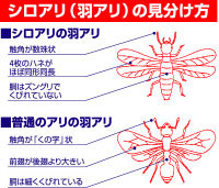 シロアリ（羽アリ）の見分け方