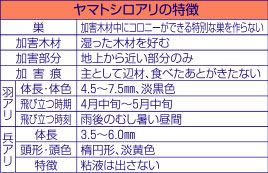 ヤマトシロアリの特長